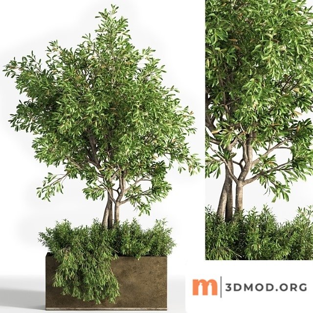 Outdoor Plants Tree 13