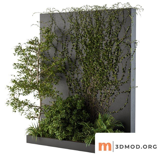 Outdoor green wall with garden ivy