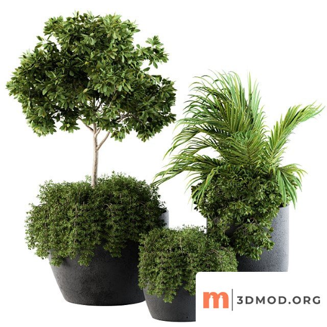 Outdoor plants broadleaf - set 81