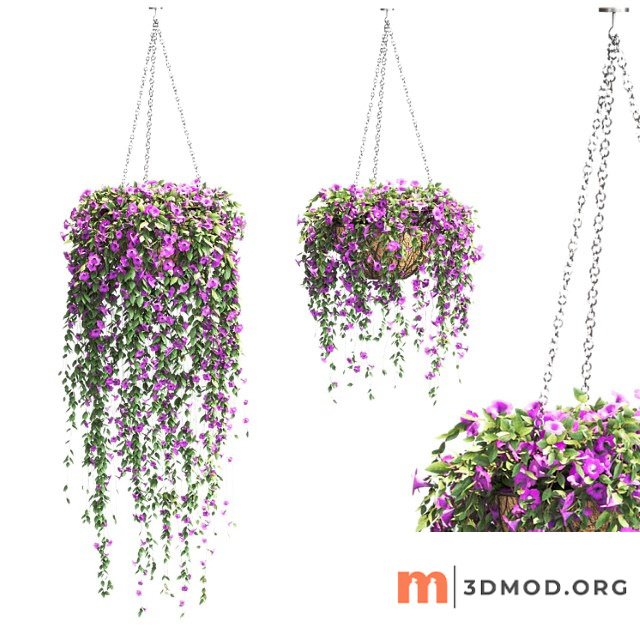 Petunia in hanging pots. 2 models