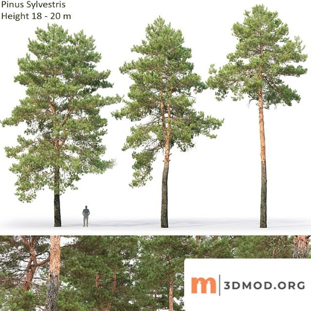 Pine 12