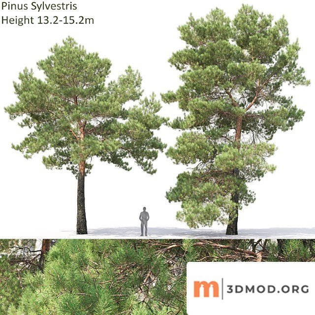 Pine 2