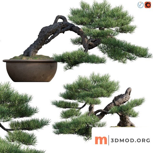 Pine Bonsai 03
