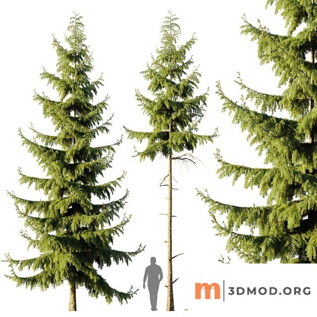 Pine spruce