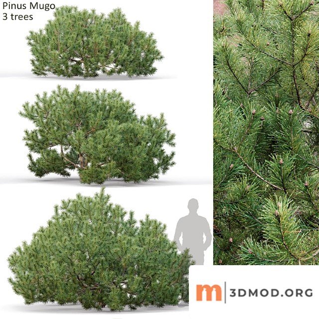 Pine_1