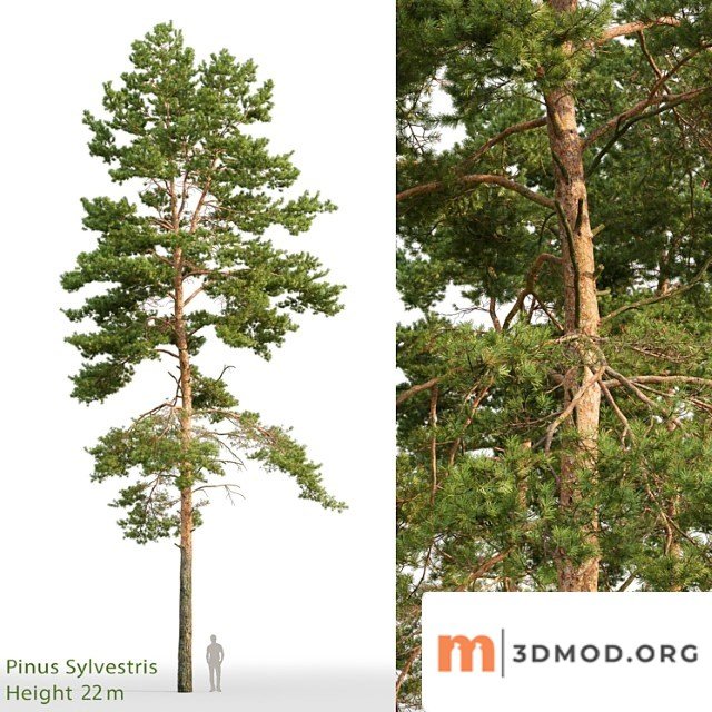 Pine_2_4