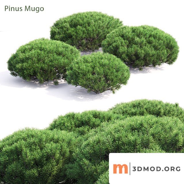 Pinus Mugo