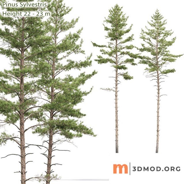 Pinus Sylvestris Tree 10