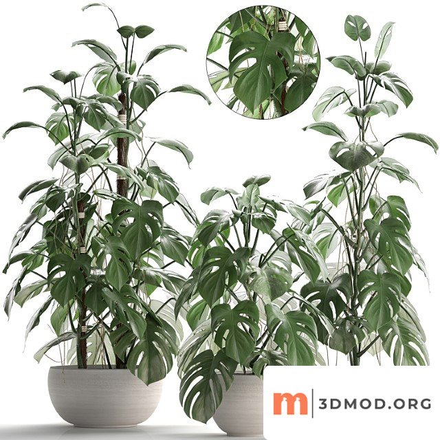 Plant Collection 262 Monstera White Pot Exotic Plant Bush Flower Pot Interior