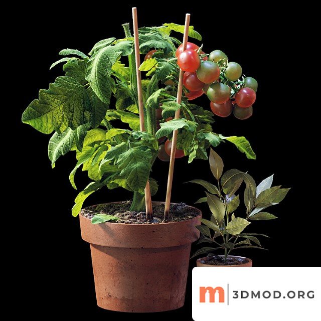 Plant set 06