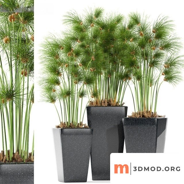 Plants 169