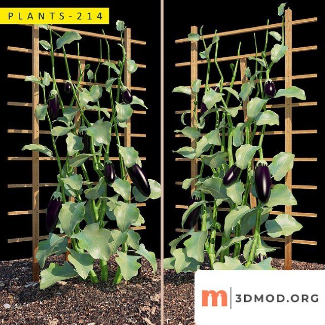 Plants 214