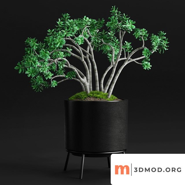 Plants And Planters 11 Jade Plant