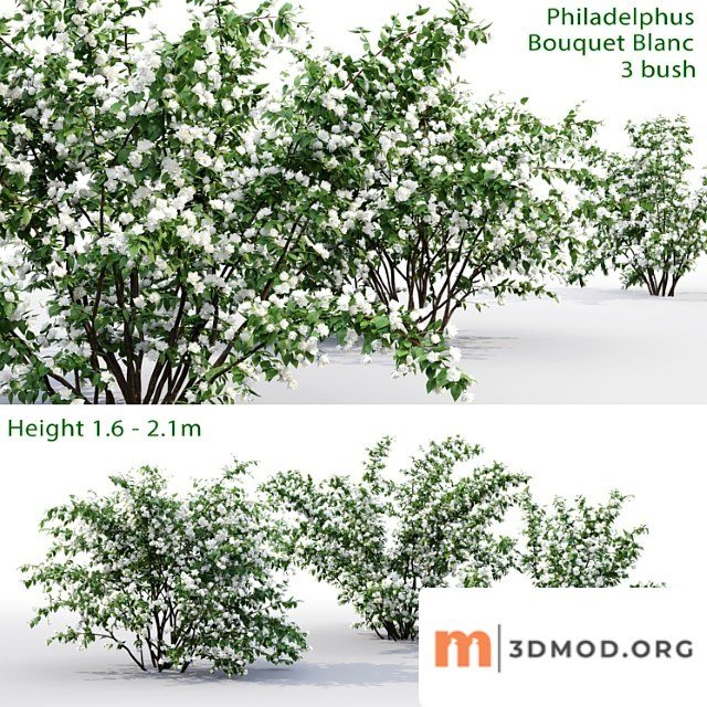 Plants Bush Philadelphus bouquet blanc