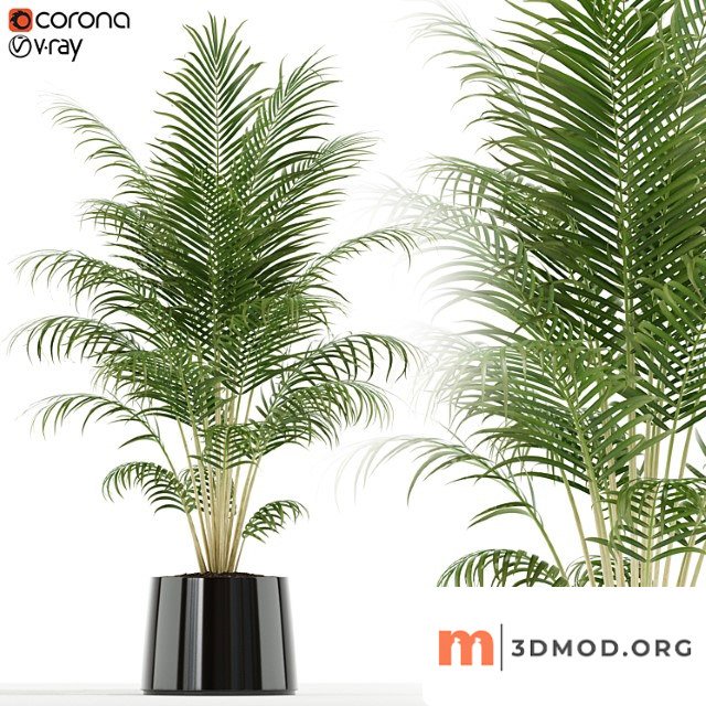 Plants Collection 148