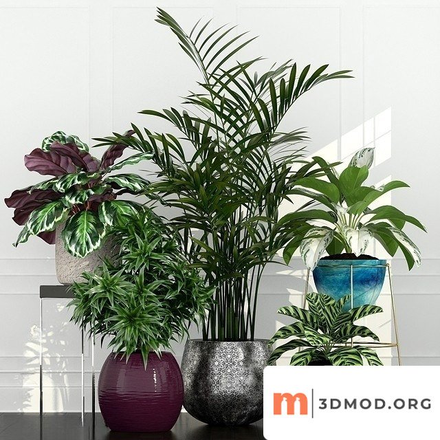Plants Collection 54