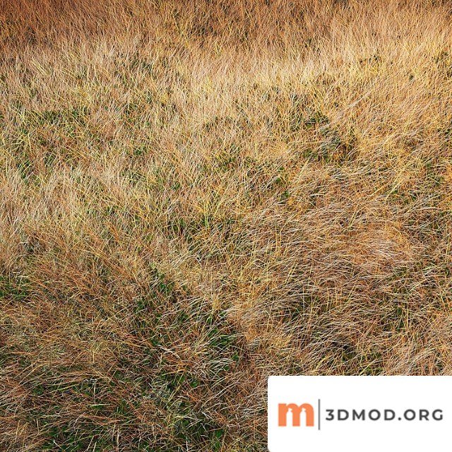 Plants Grass Autumn grass