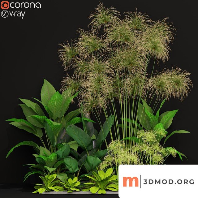 Plants collection 241