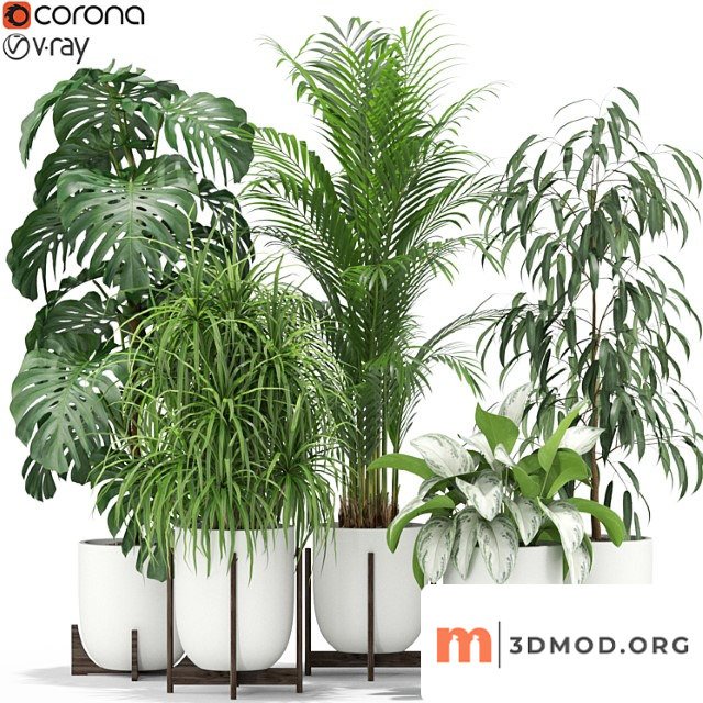 Plants collection 354