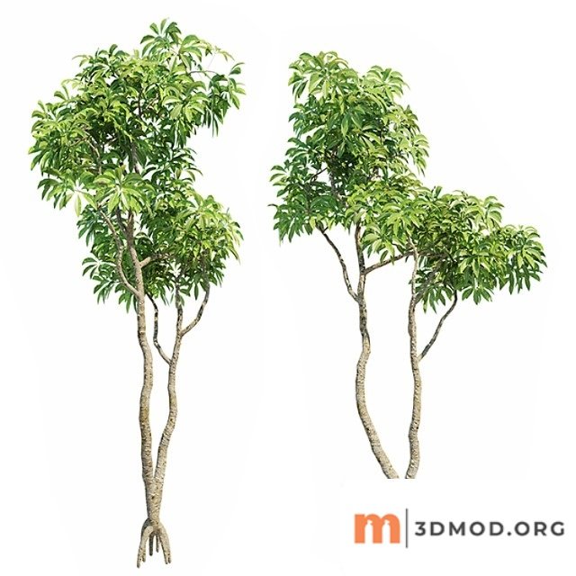 Plumeria big 3d models