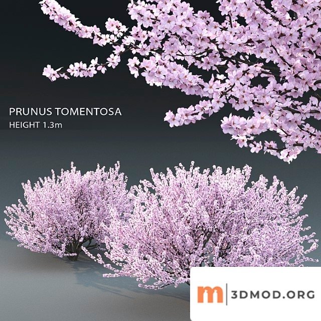 Prunus tomentosa (cherry)
