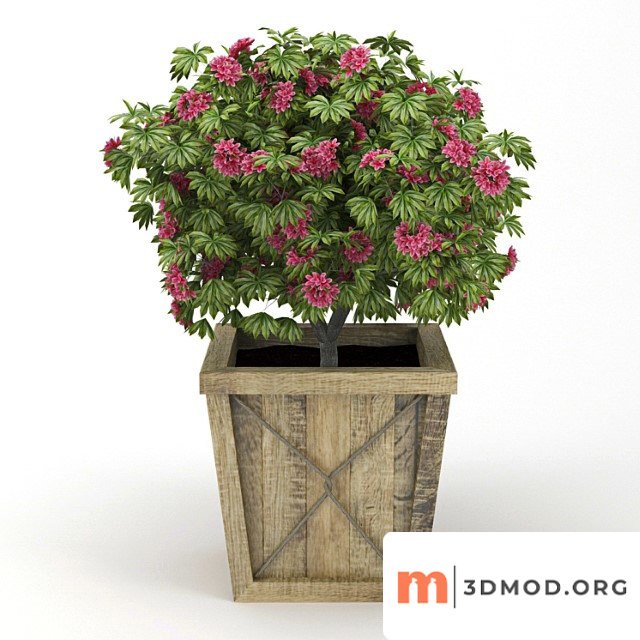 Rhododendron 1