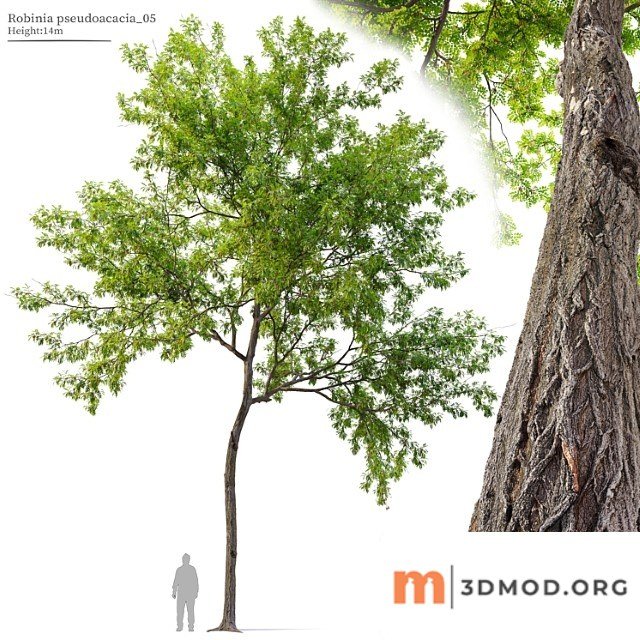 Robinia pseudoacacia 05