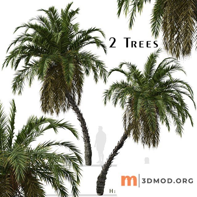 Set Of Phoenix Reclinata Trees Senegal Date Palm 2 Trees