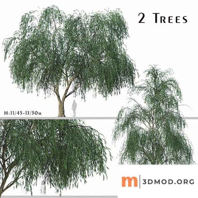 Set Of Willow Acacia Tree Acacia Salicina 2trees