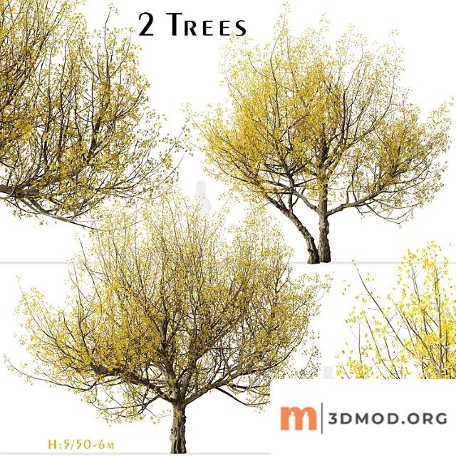 Set of flowering cornus mas trees (cornelian cherry) (2 trees)
