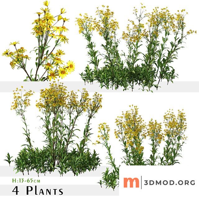 Set of senecio jacobaea wild flowers (tansy ragwort) (4 plants)