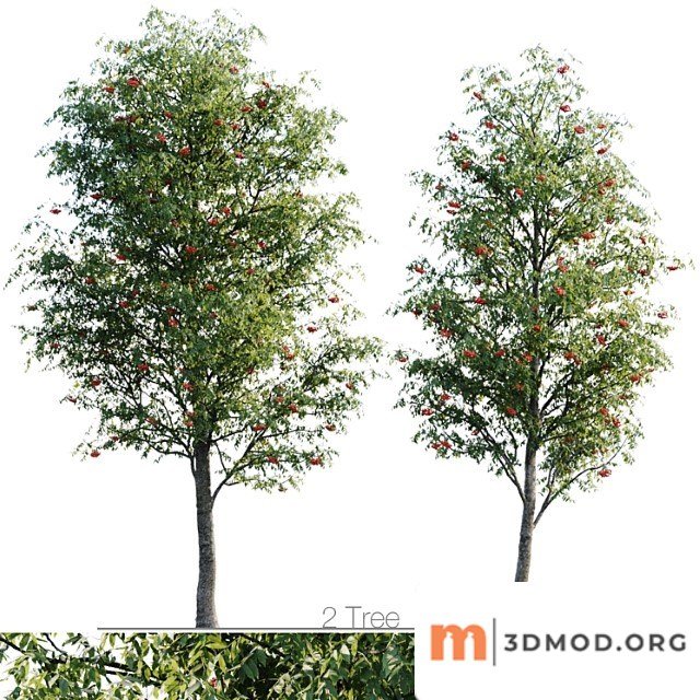 Sorbus 4.5m and 3.8m