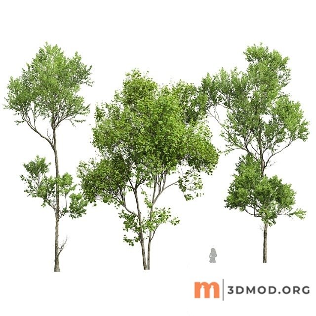 Spring trees