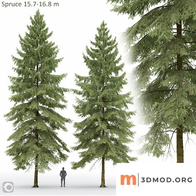 Spruce 3