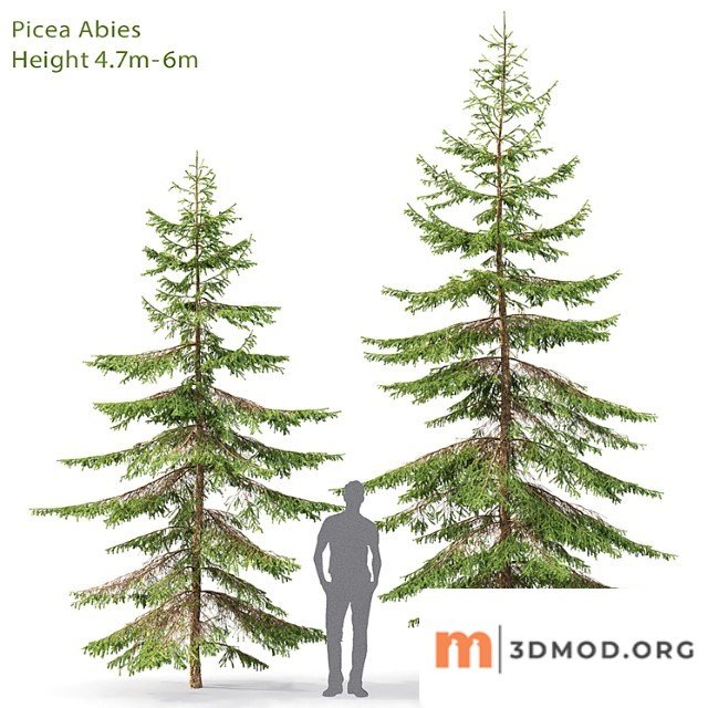 Spruce_2_2