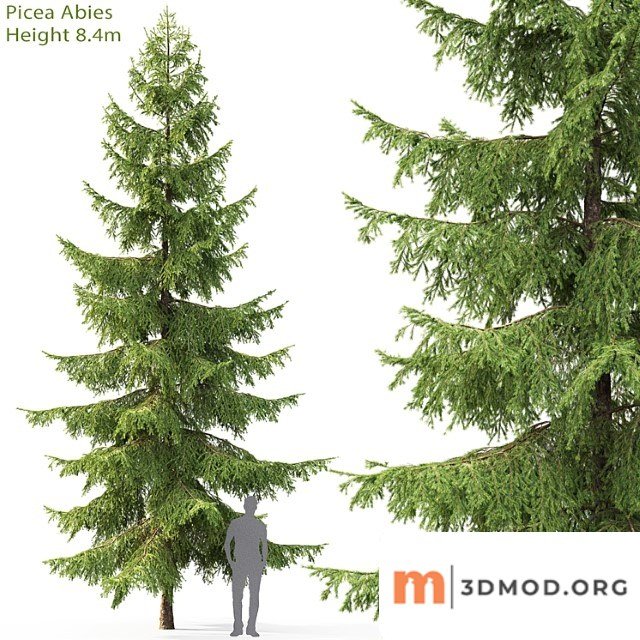 Spruce_3