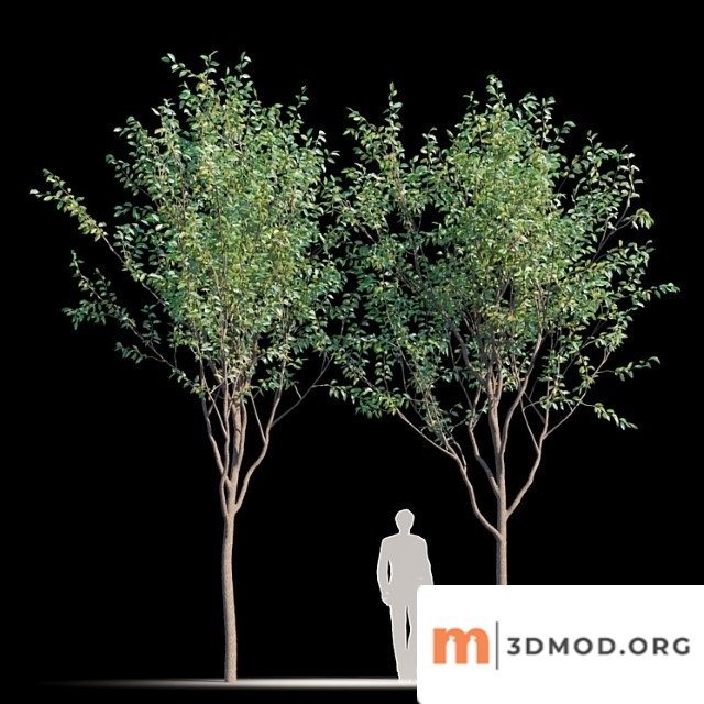 Street tree v2