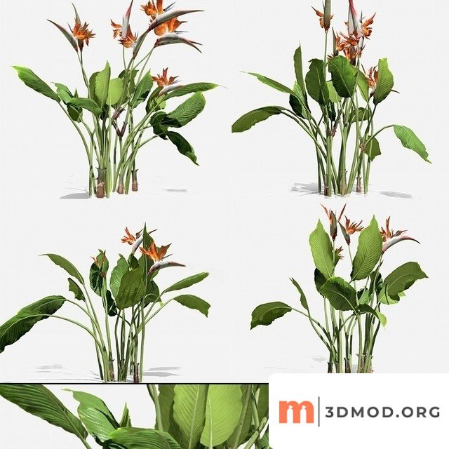Strelitzia Reginae