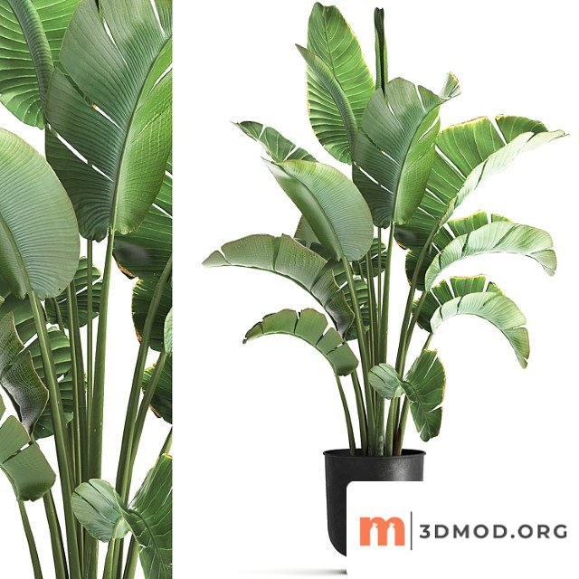 Strelitzia and banana bush in a metal vase and pot in the loft style, ravenala. 1111.