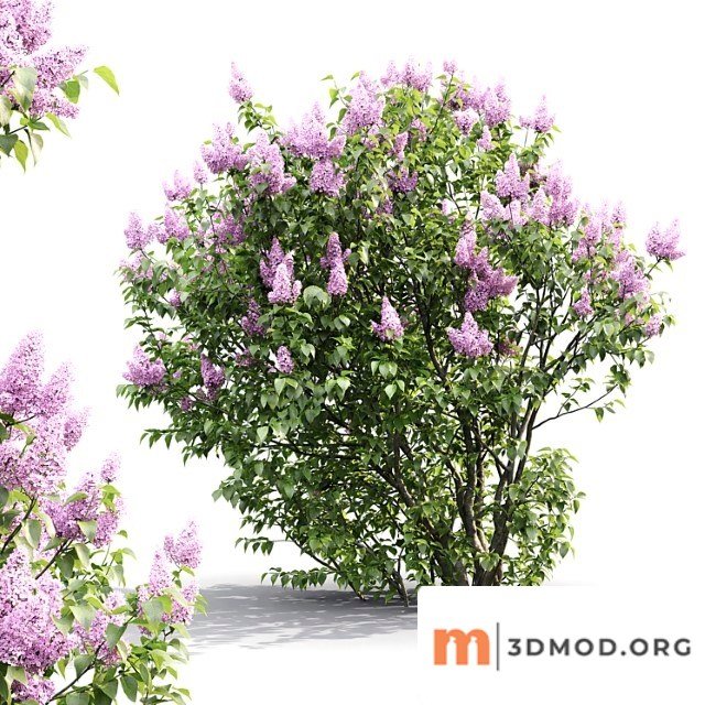 Syringa