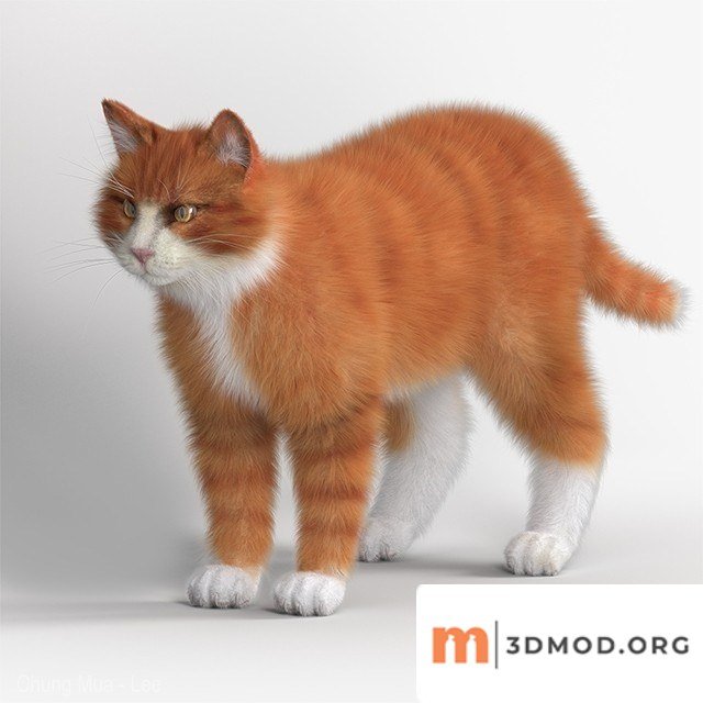 Tabby Cat