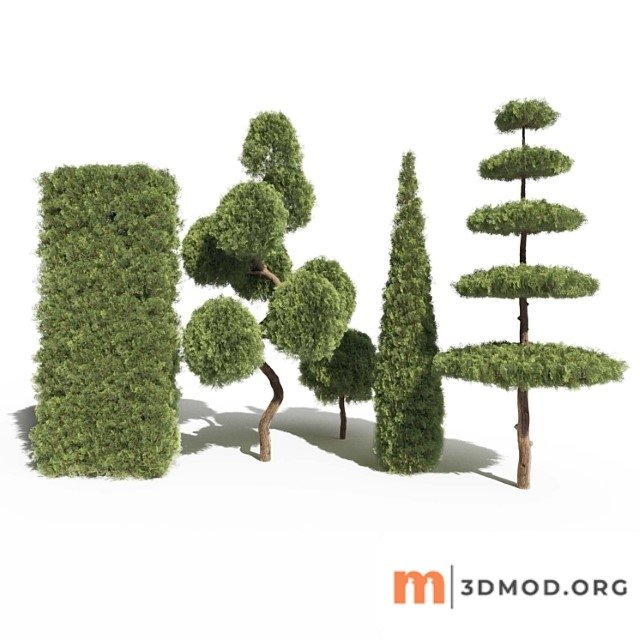 Thuja _1