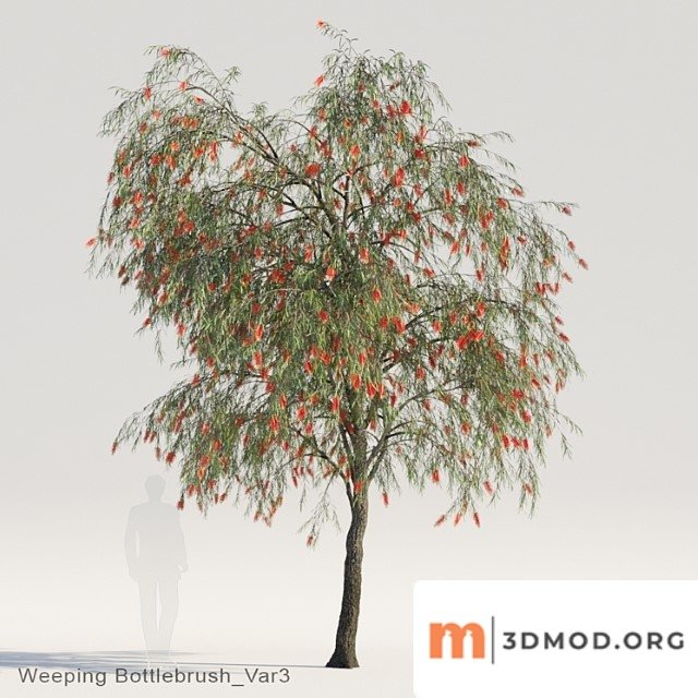 Weeping bottlebrush var3