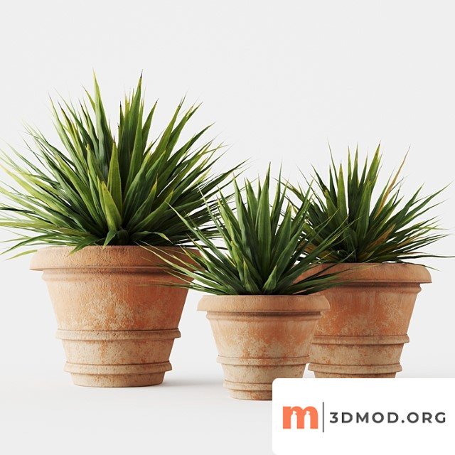 Yucca in terracotta pots
