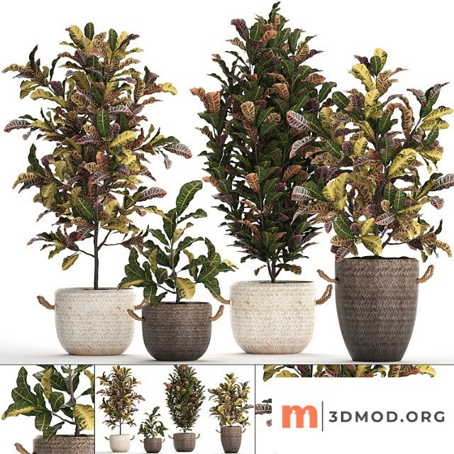 A collection of plants in modern white rattan baskets with small bushes of croton trees. set 432.