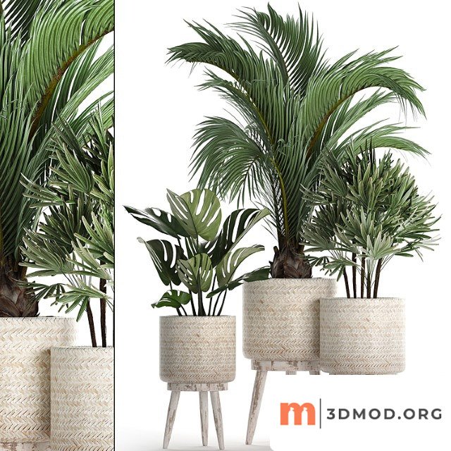 A collection of plants in white modern baskets with rhapis, monstera, a small lush palm tree. set 427.