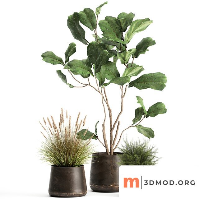 A collection of potted plants with a small ficus lyrata tree with large leaves. set 971.