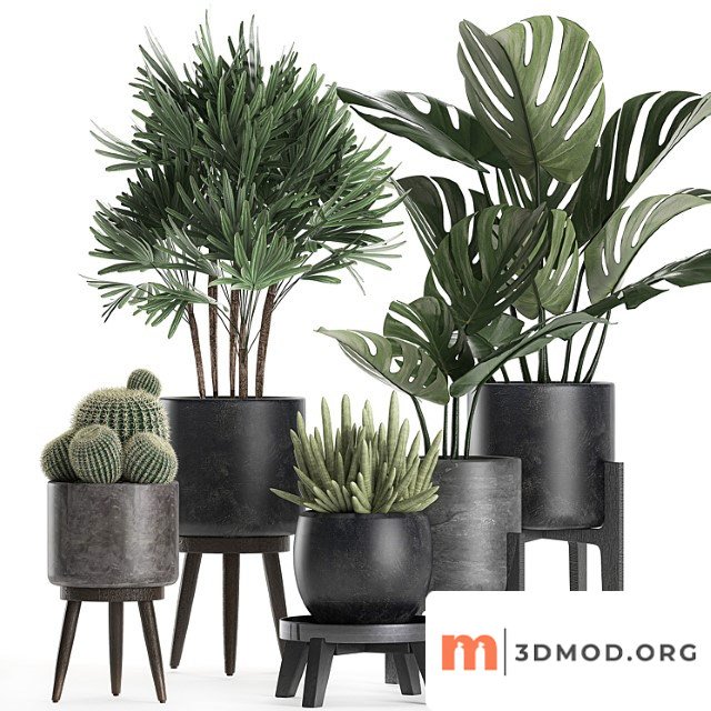 A collection of small beautiful plants in black pots on legs with monstera, rapeseed, palm, cactus. set 662.