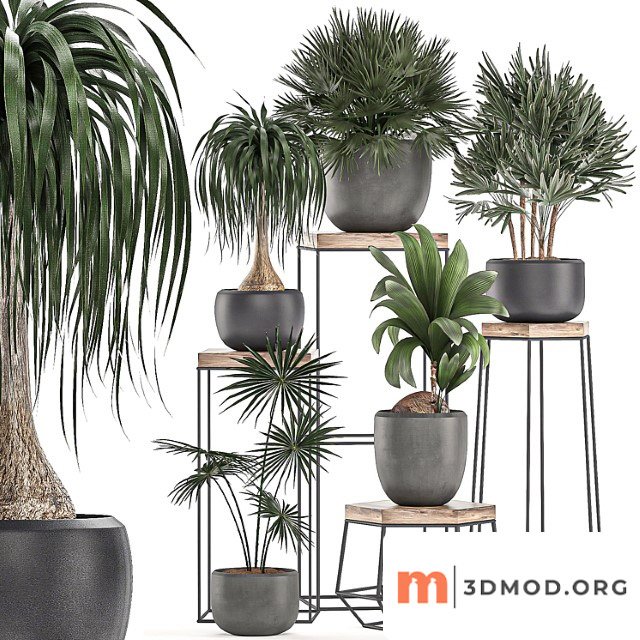A collection of small plants in pots on stand tables with dracaena, rapeseed, palm, fan, coconut nutsifera. set 525.