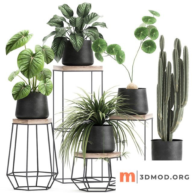 A collection of small plants on stands in black pots with stefania erecta, cactus, philodendron. set 899.